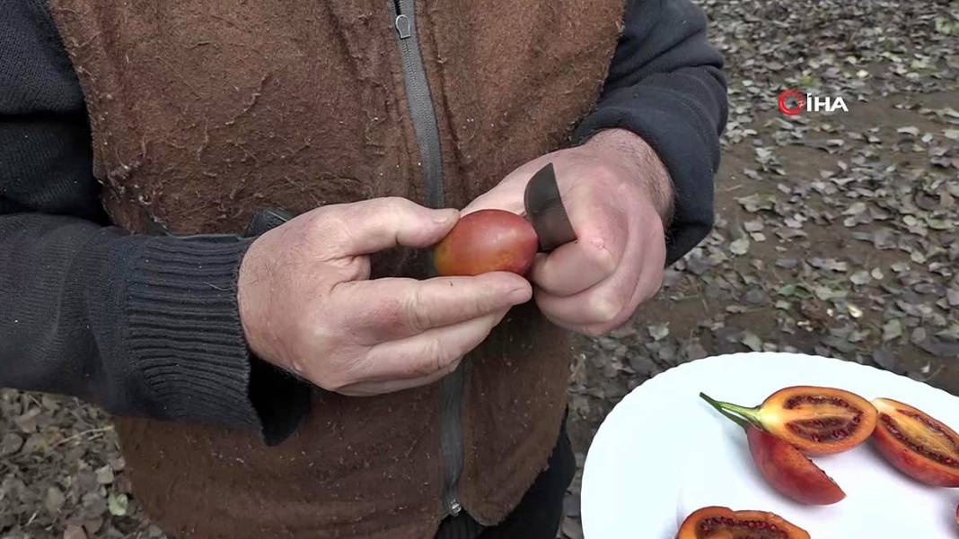 İlk kez görenler şaşkınlıkla izliyor: Bu domates ağaçtan toplanıyor! Yıllar önce o ülkeden getirdi, bu sezon bolluk yaşanıyor 18